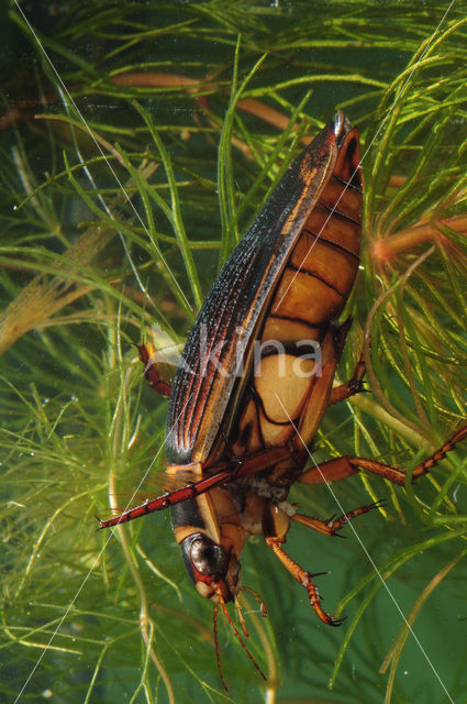 Great Diving Beetle (Dytiscus marginalis)