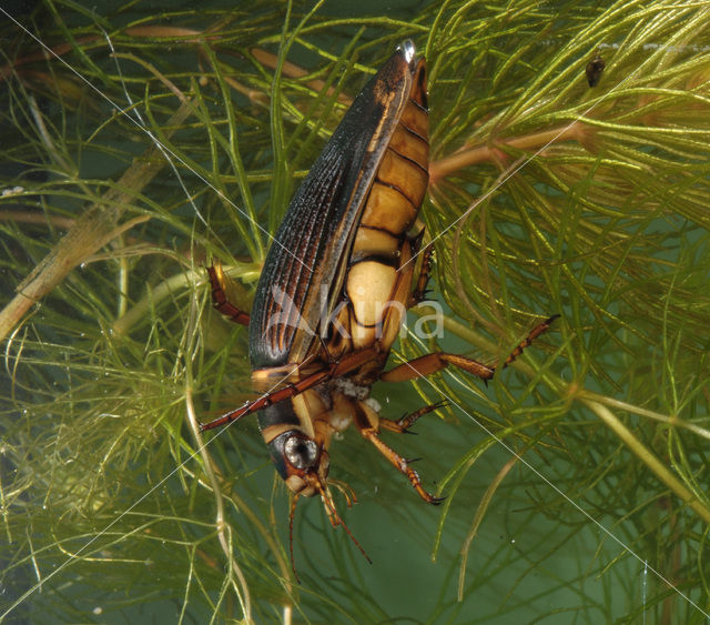 Great Diving Beetle (Dytiscus marginalis)