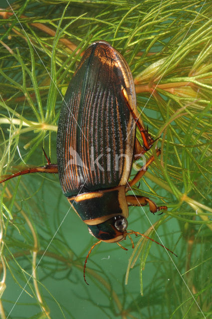 Great Diving Beetle (Dytiscus marginalis)