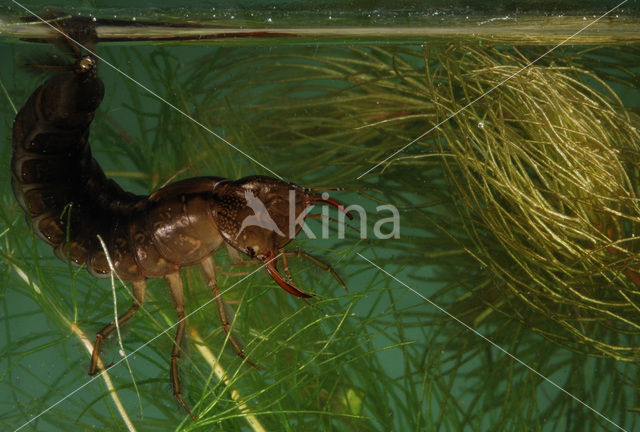 Great Diving Beetle (Dytiscus marginalis)