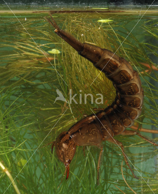 Great Diving Beetle (Dytiscus marginalis)