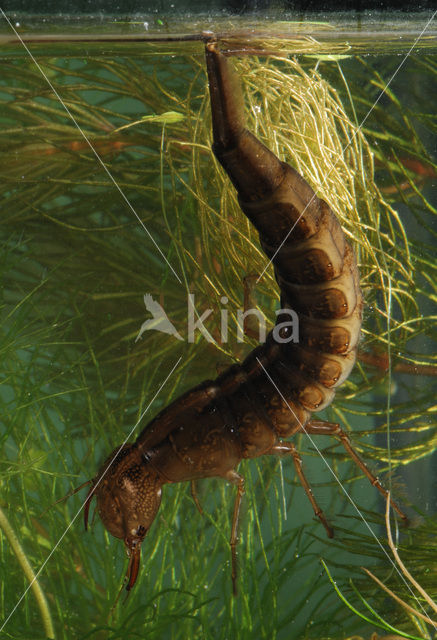 Great Diving Beetle (Dytiscus marginalis)