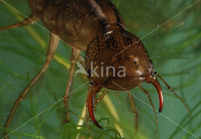 Great Diving Beetle (Dytiscus marginalis)