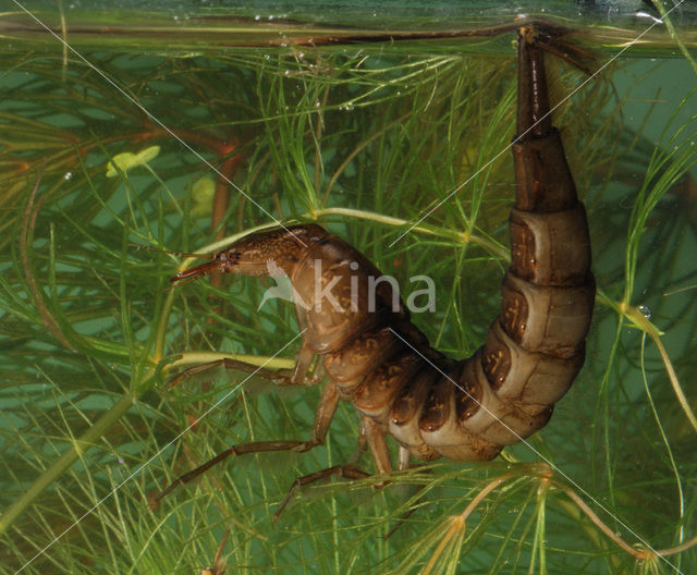 Great Diving Beetle (Dytiscus marginalis)