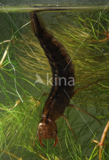 Great Diving Beetle (Dytiscus marginalis)