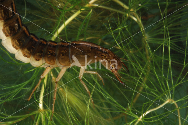 Great Diving Beetle (Dytiscus marginalis)