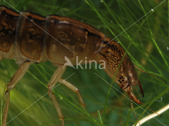 Great Diving Beetle (Dytiscus marginalis)