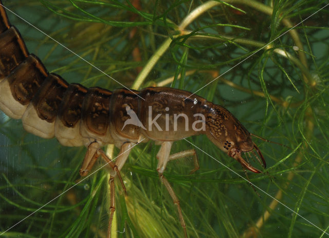 Great Diving Beetle (Dytiscus marginalis)