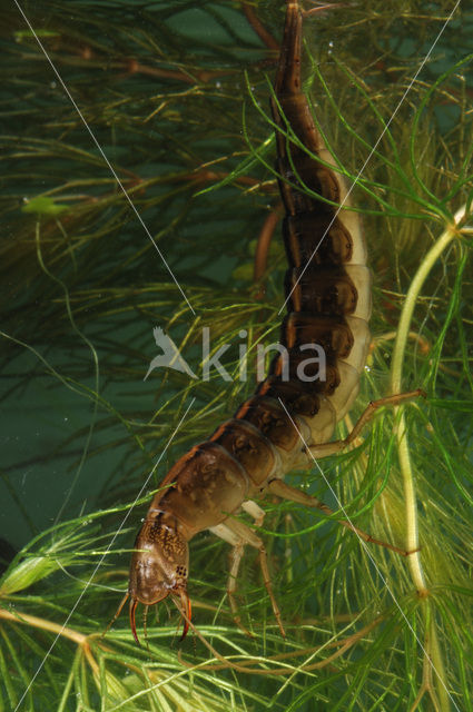 Great Diving Beetle (Dytiscus marginalis)