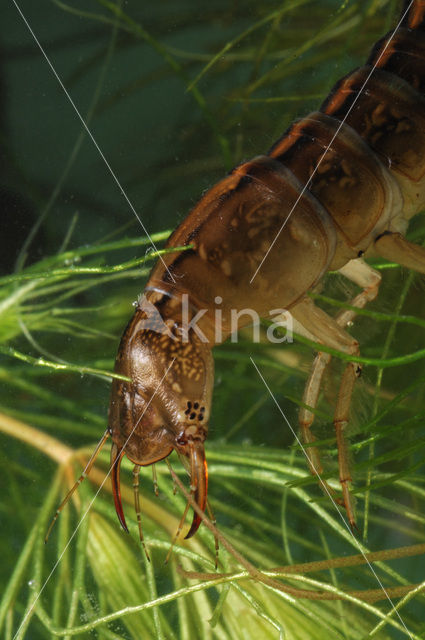 Great Diving Beetle (Dytiscus marginalis)