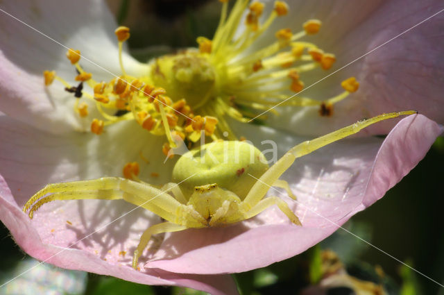 Gewone kameleonspin (Misumena vatia)