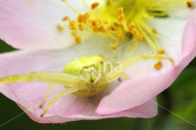 Gewone kameleonspin (Misumena vatia)