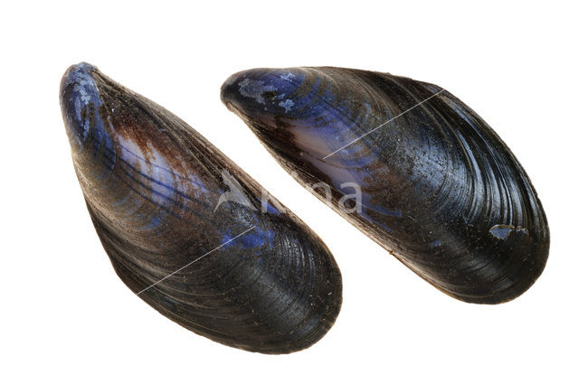 Common mussel (Mytilus edulis)