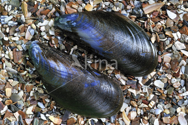 Common mussel (Mytilus edulis)