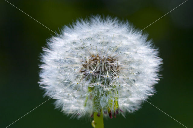 Gewone paardenbloem (Taraxacum officinale)