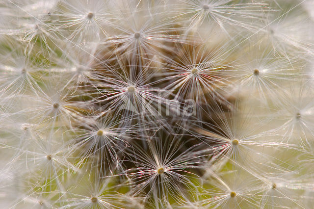 Common Dandelion (Taraxacum officinale)