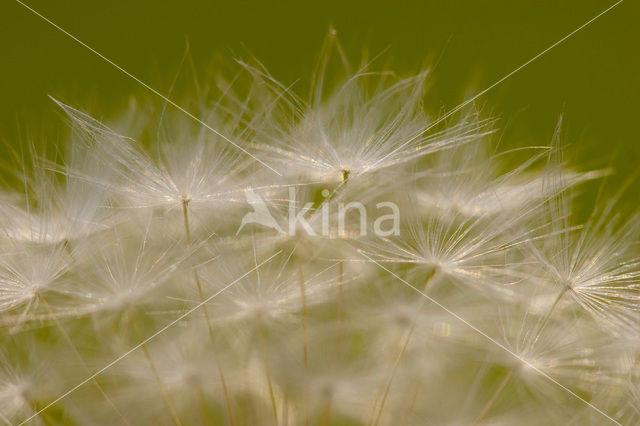 Common Dandelion (Taraxacum officinale)