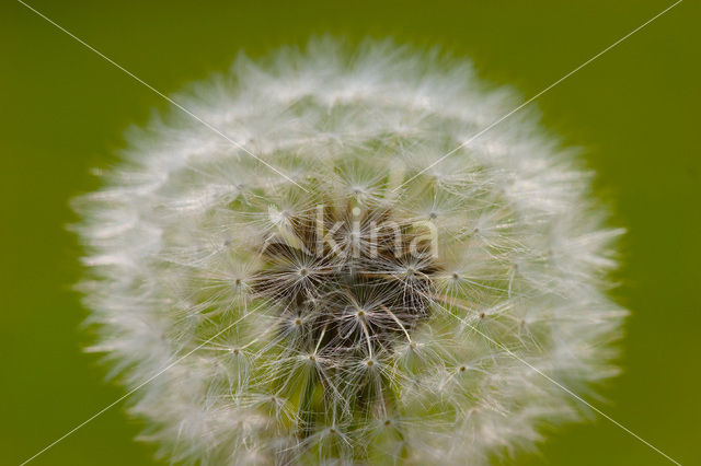 Common Dandelion (Taraxacum officinale)