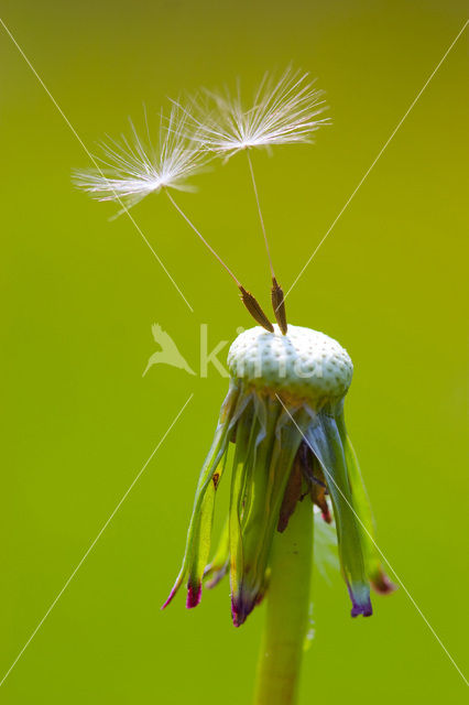 Gewone paardenbloem (Taraxacum officinale)