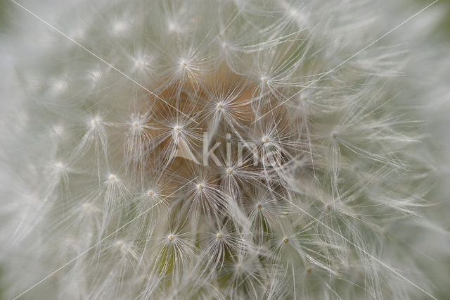 Gewone paardenbloem (Taraxacum officinale)