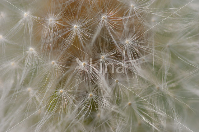 Gewone paardenbloem (Taraxacum officinale)