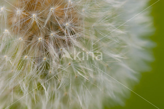 Common Dandelion (Taraxacum officinale)