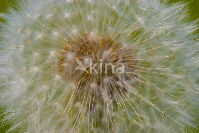 Gewone paardenbloem (Taraxacum officinale)