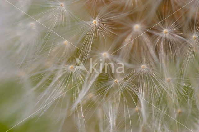 Common Dandelion (Taraxacum officinale)