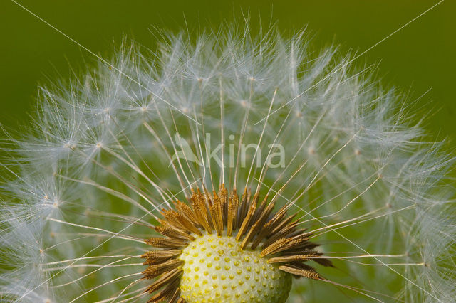 Gewone paardenbloem (Taraxacum officinale)