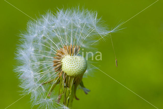 Gewone paardenbloem (Taraxacum officinale)