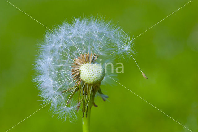 Common Dandelion (Taraxacum officinale)