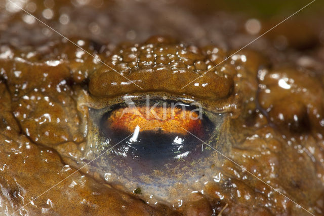 Common Toad (Bufo bufo)
