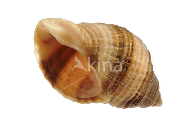 Gewone Purperslak (Nucella lapillus)