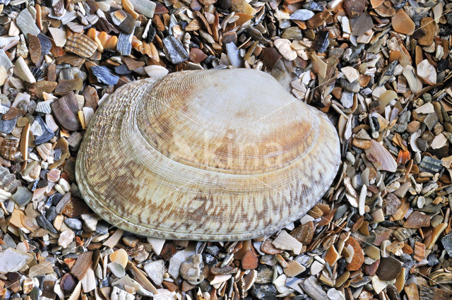 Gewone Tapijtschelp (Venerupis senegalensis)