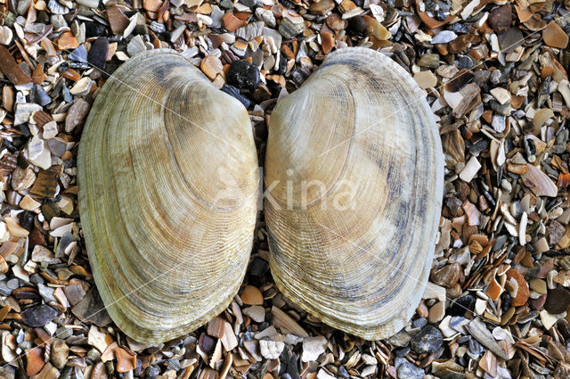 Gewone Tapijtschelp (Venerupis senegalensis)