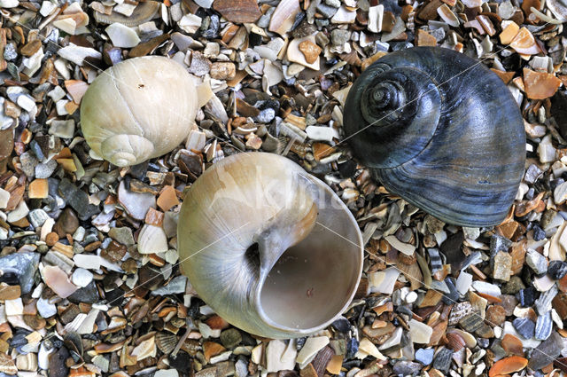 Necklace shell (Polinices catenus)