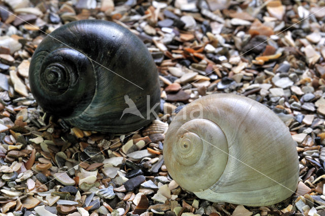 Necklace shell (Polinices catenus)