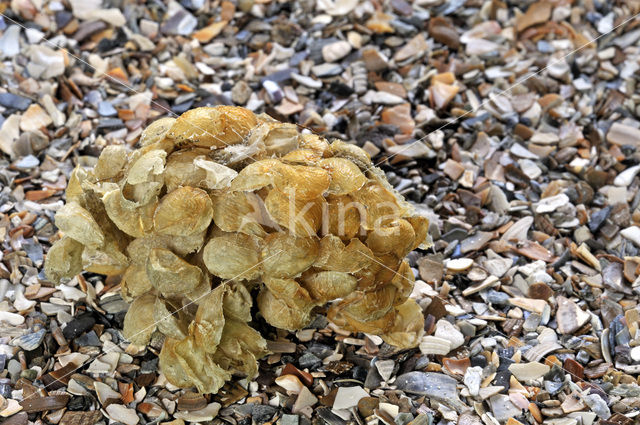 Common Whelk (Buccinum undatum)