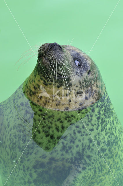 Common Seal (Phoca vitulina)