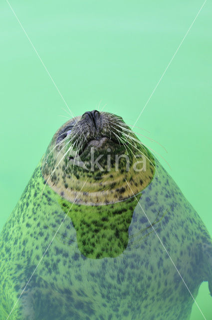 Common Seal (Phoca vitulina)