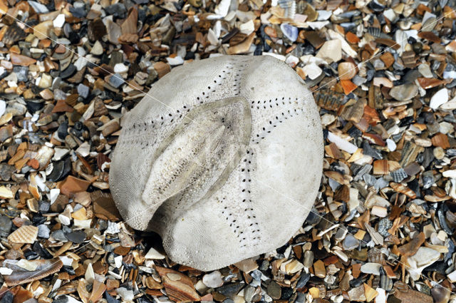 Common heart urchin (Echinocardium cordatum)