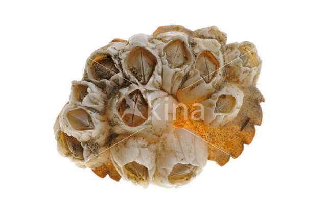 Acorn barnacle (Semibalanus balanoides)