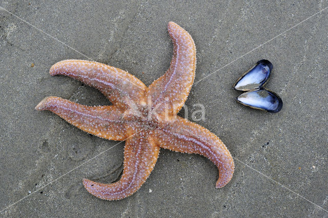 Common starfish (Asterias rubens)