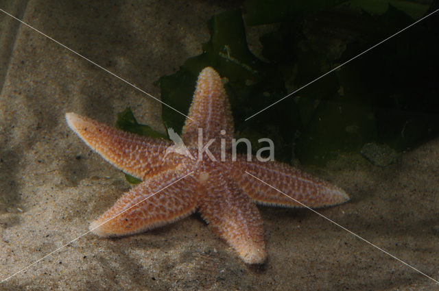 Common starfish (Asterias rubens)