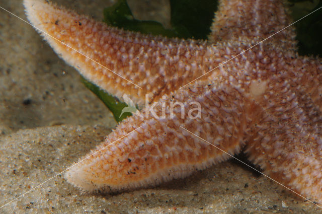 Common starfish (Asterias rubens)