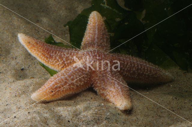 Common starfish (Asterias rubens)