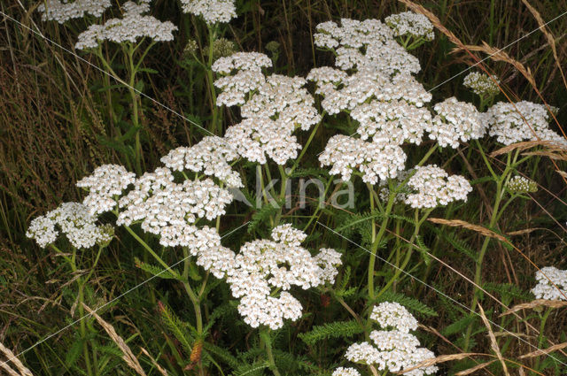 Common yarrow (Achillea millefolium)