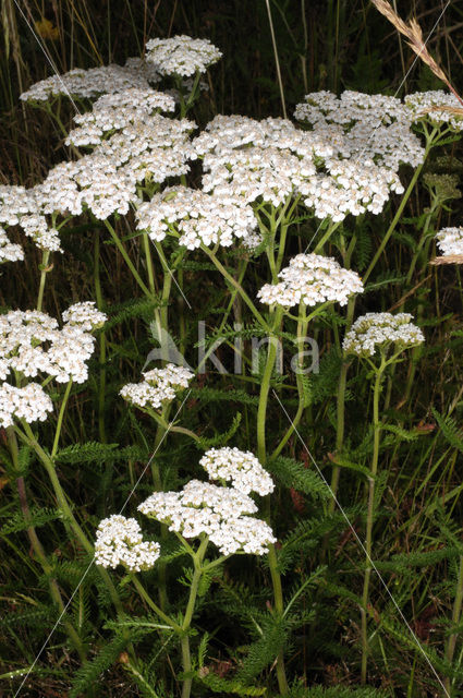 Common yarrow (Achillea millefolium)