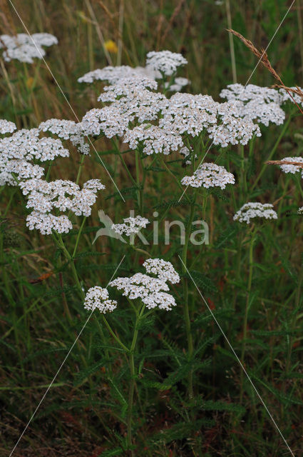 Gewoon duizendblad (Achillea millefolium)