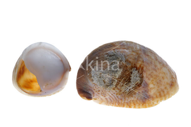 Common Atlantic Slippersnail (Crepidula fornicata)